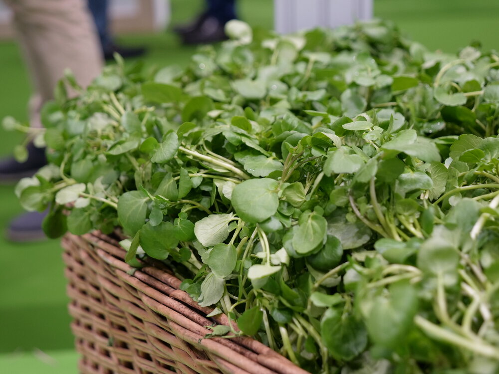 basket-watercress-full-alternative.JPG