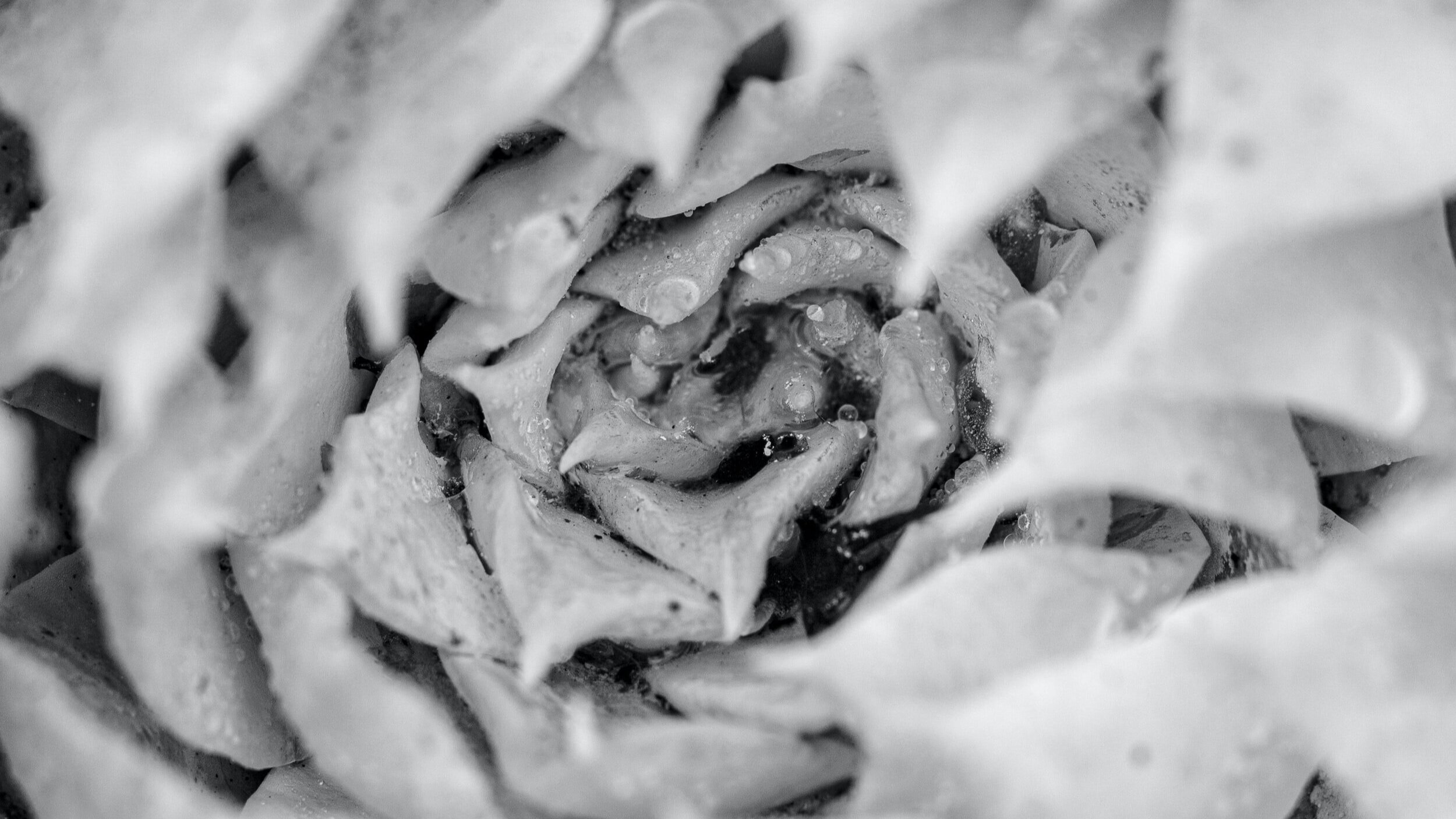unsplash-image-YvWlWq1OEKI.jpg