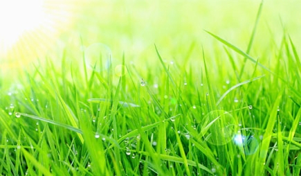 grass.jpg