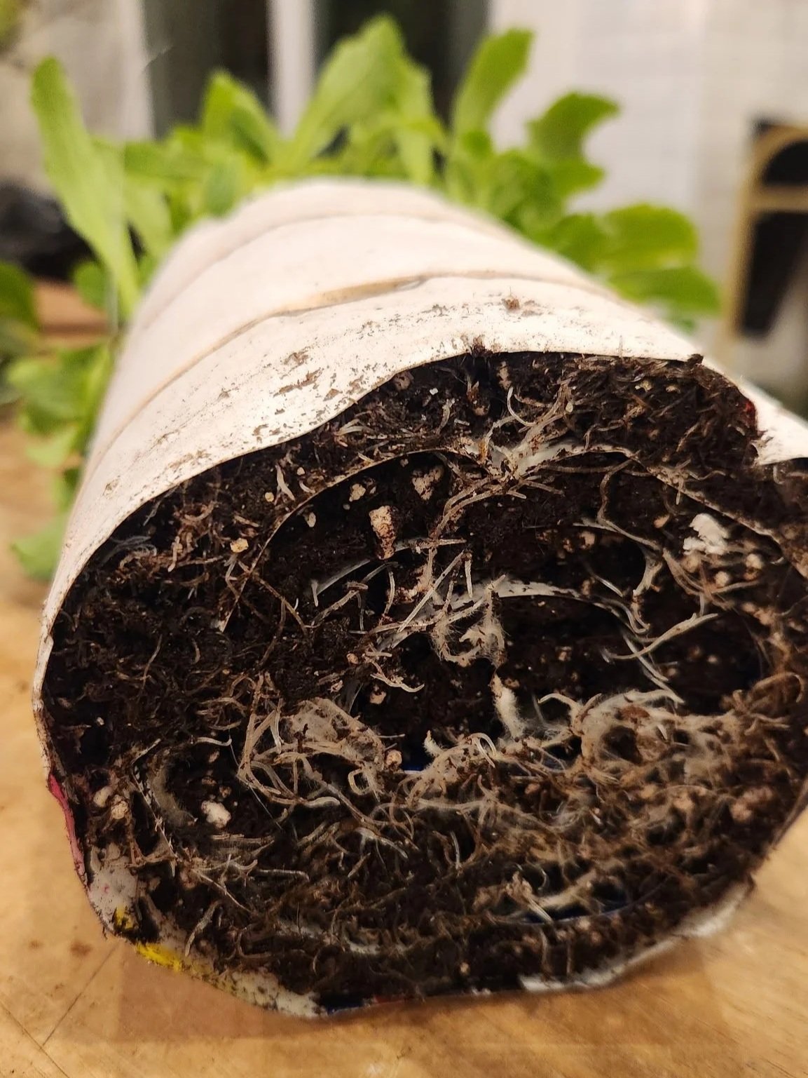 Seed Snailing with Melissa Harris