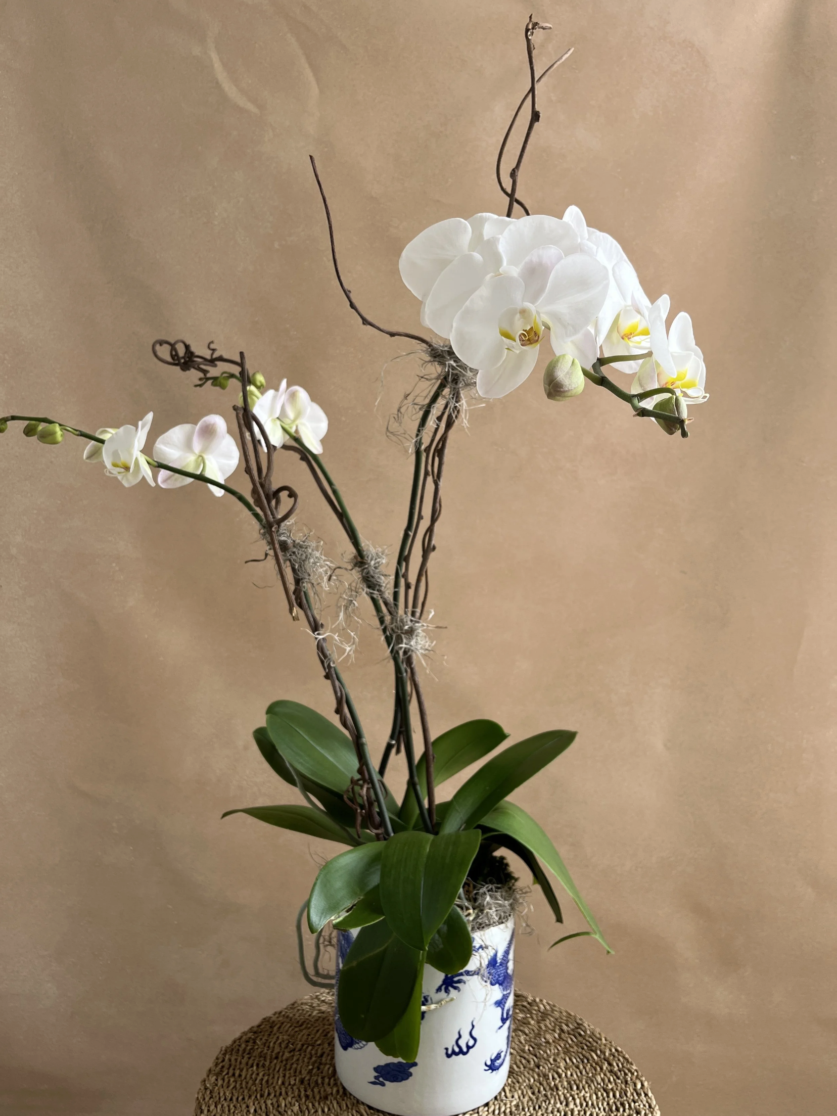 Orchid Care
