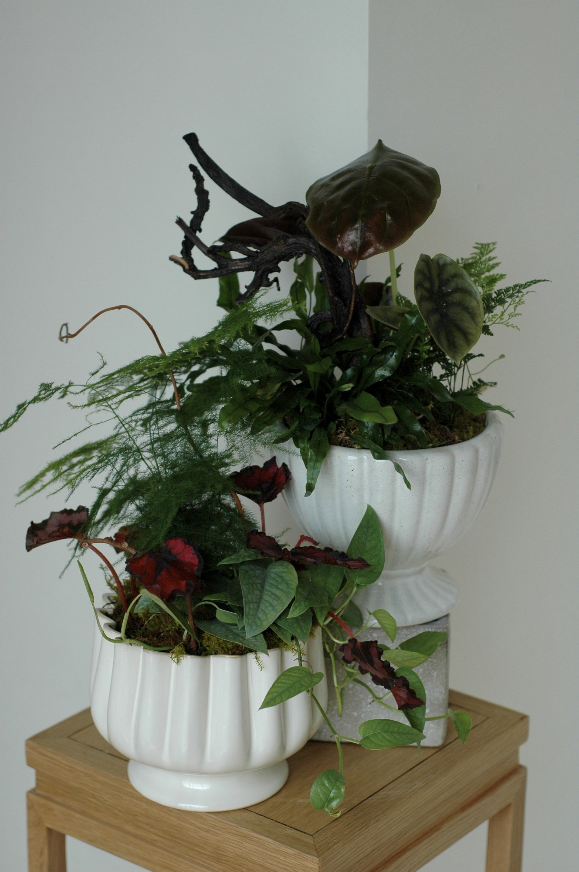 Plant Compostion