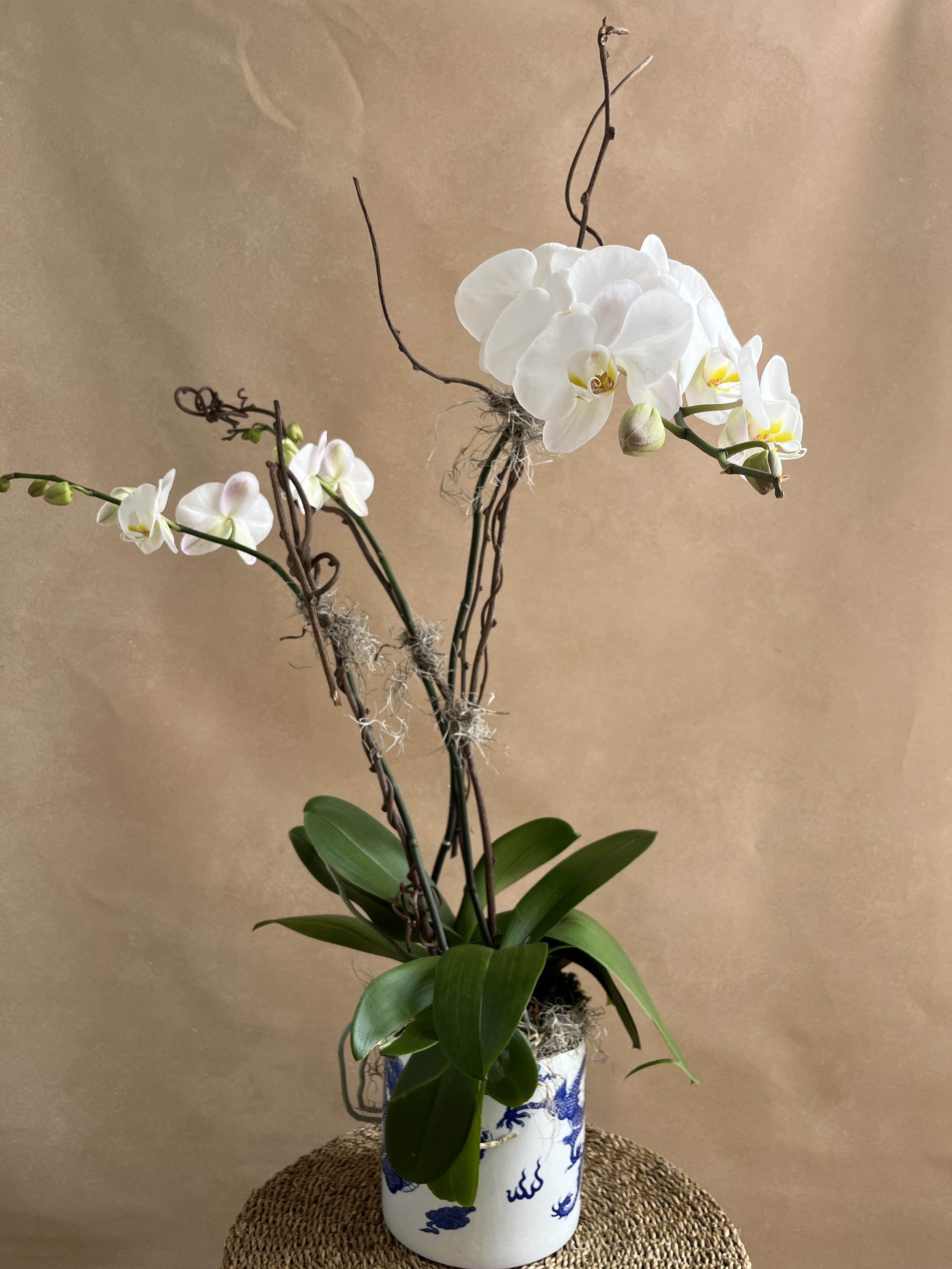 Orchid Composition