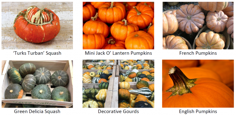 Pumpkin-2-768x374.png