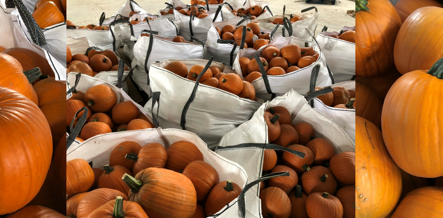  Halloween: How much do you know about pumpkins?