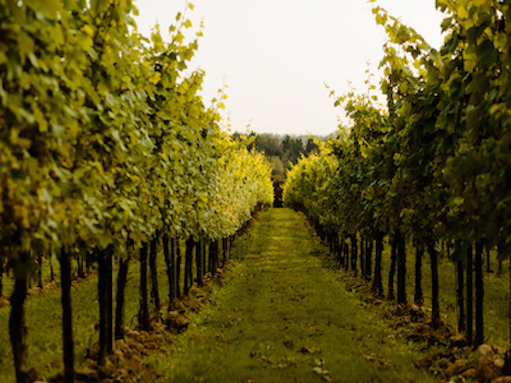 GusbourneVineyard.jpg