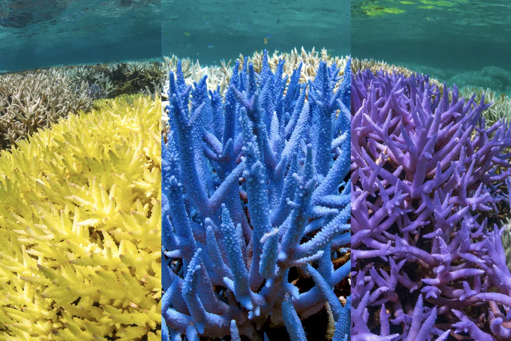 ggg-yellow-blue-purple-coral.jpg