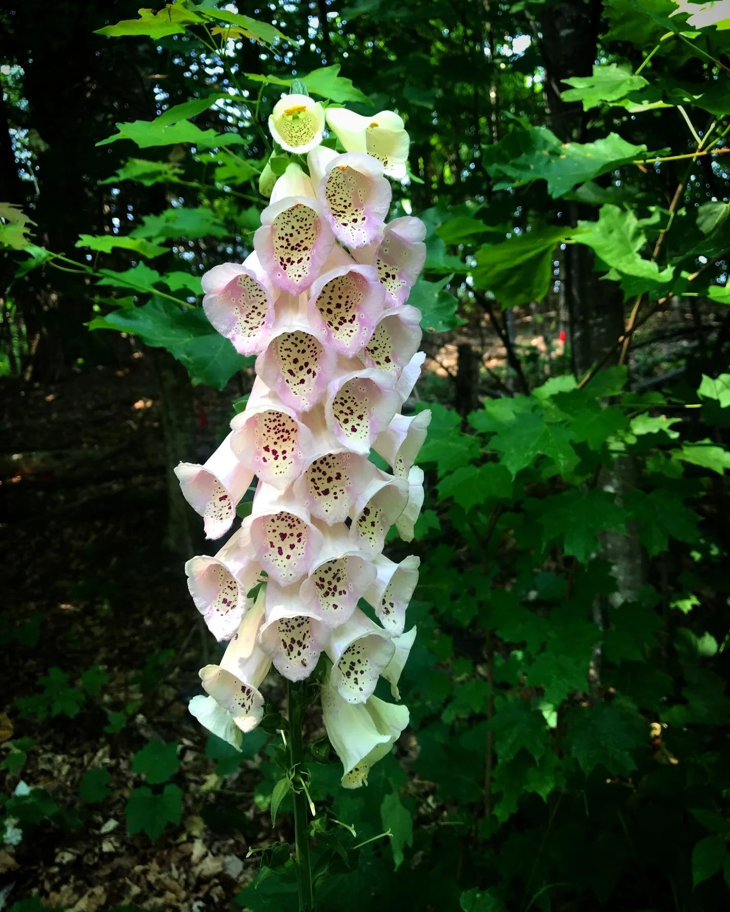 FFACE397-C03D-4139-9B23-A16F5F0D254A