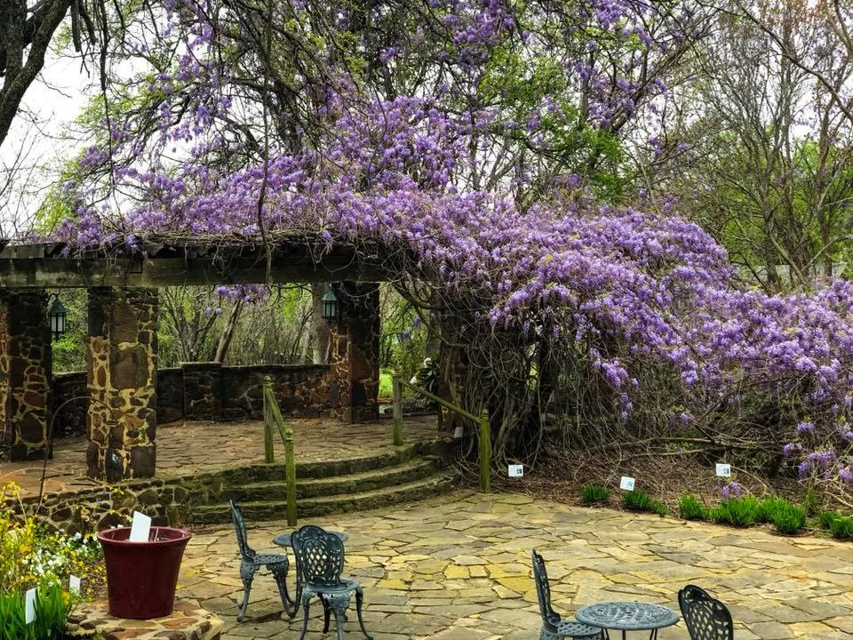 Wisteria Arbor — Weston Gardens