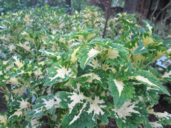 Coleus Yellow