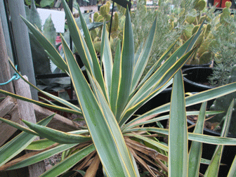 Variegated Spanish Dagger