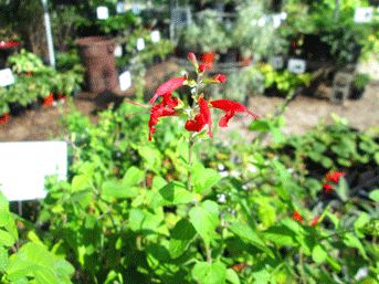 Tropical Scarlet Sage