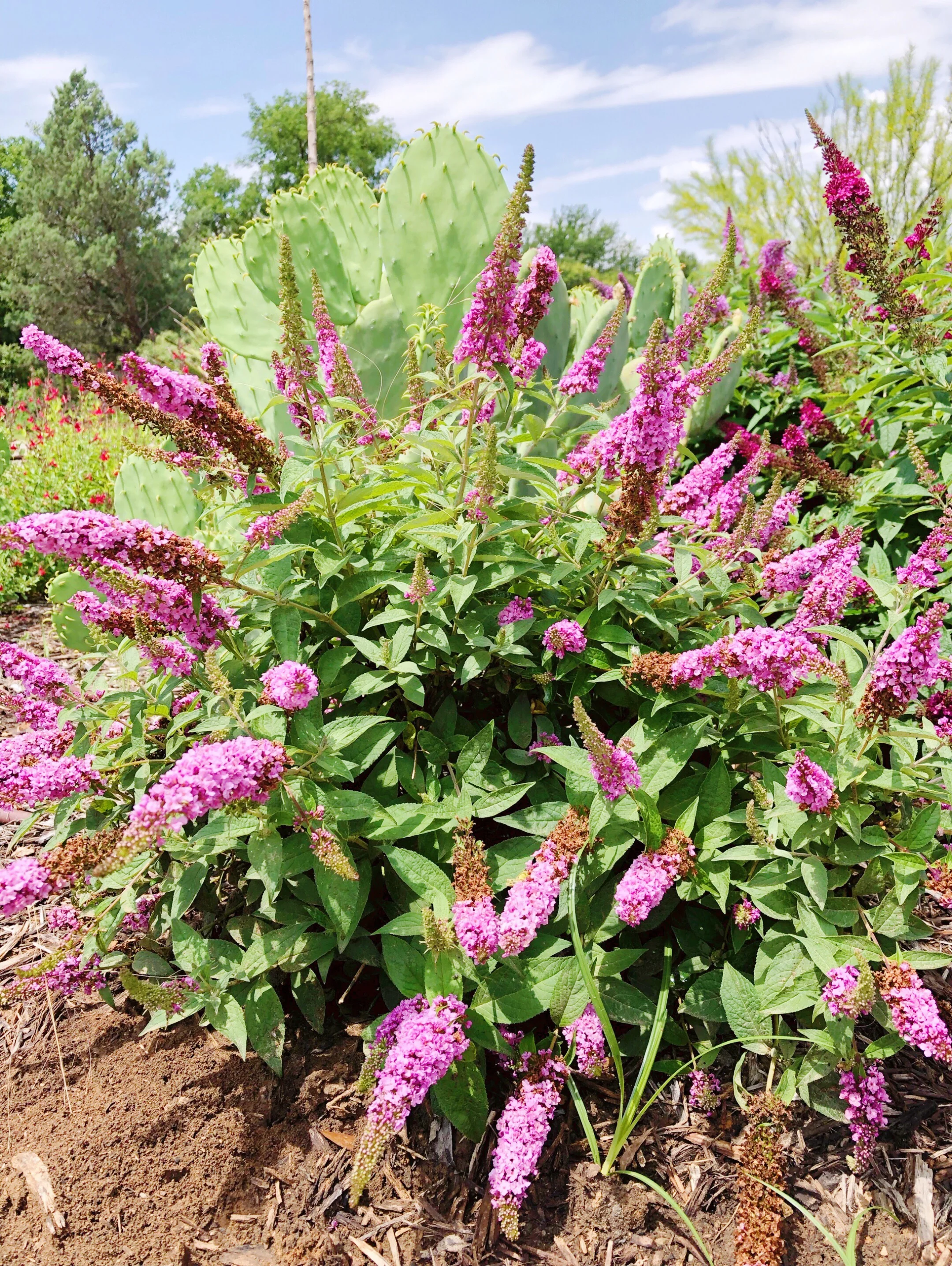 Butterfly Bush