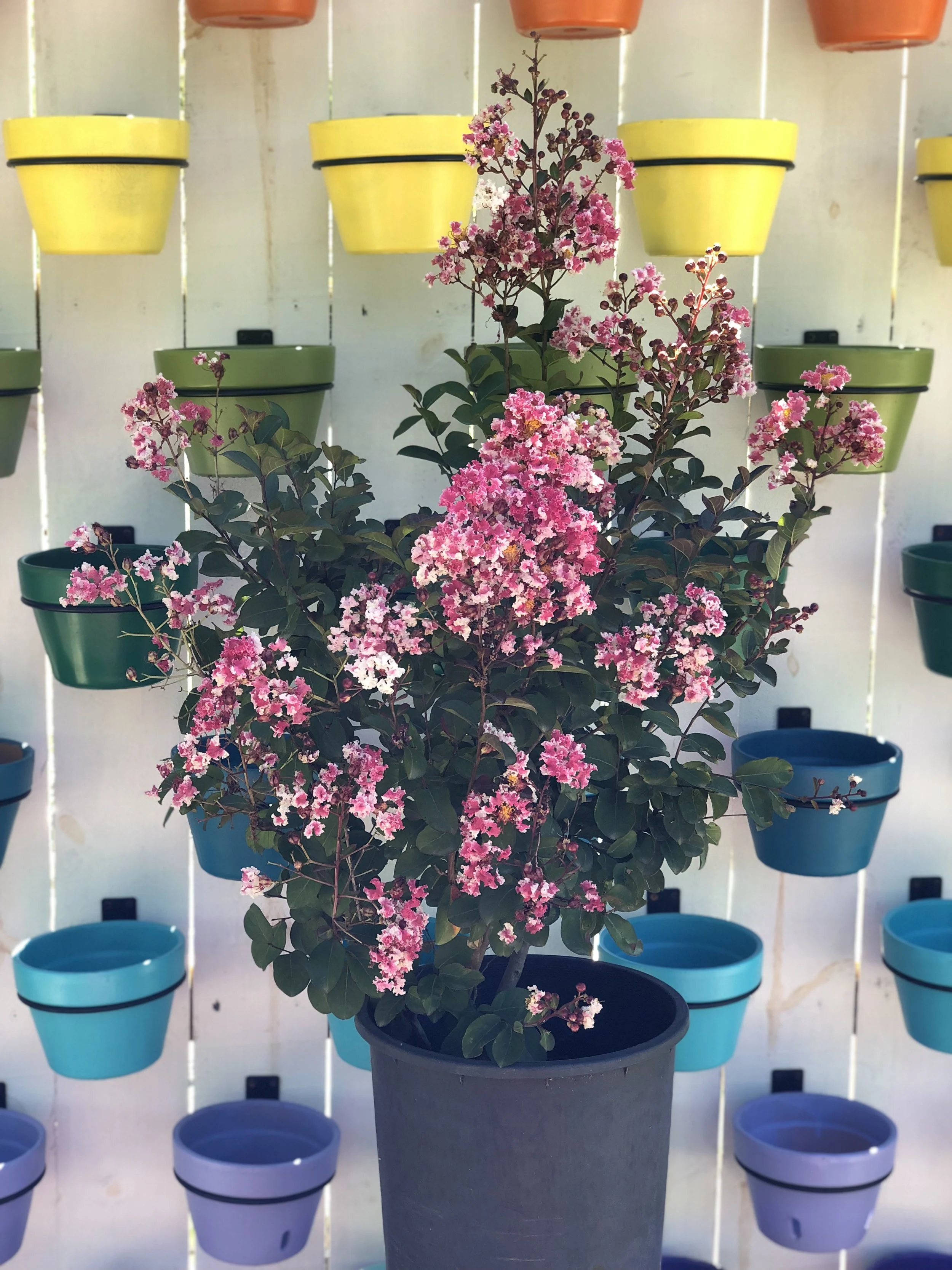 Candy Stripe Crepe Myrtle