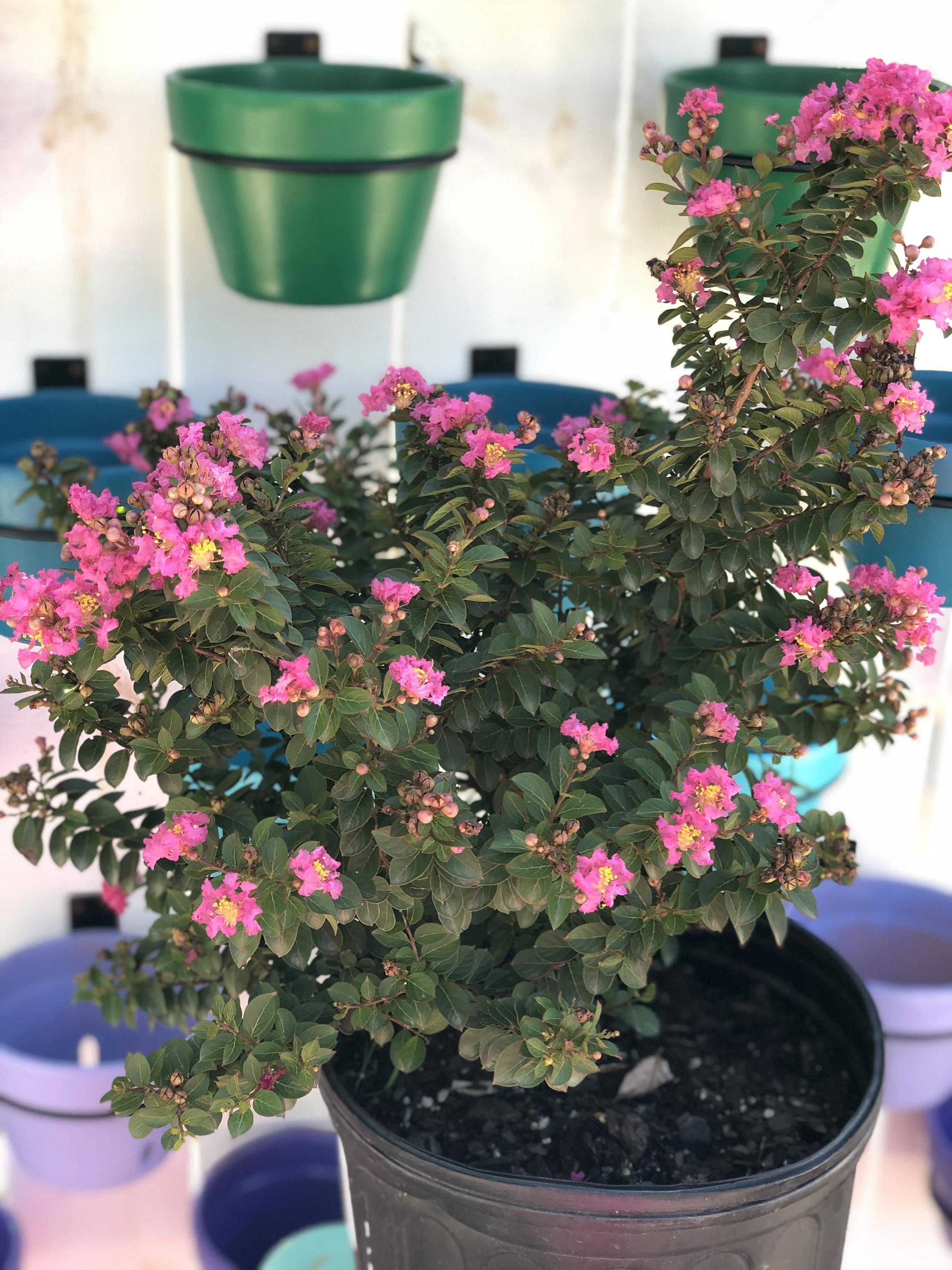 Pocomoke Dwarf Crepe Myrtle.JPG