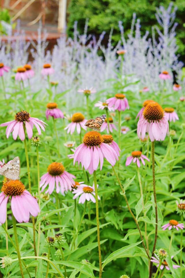 Purple Coneflower