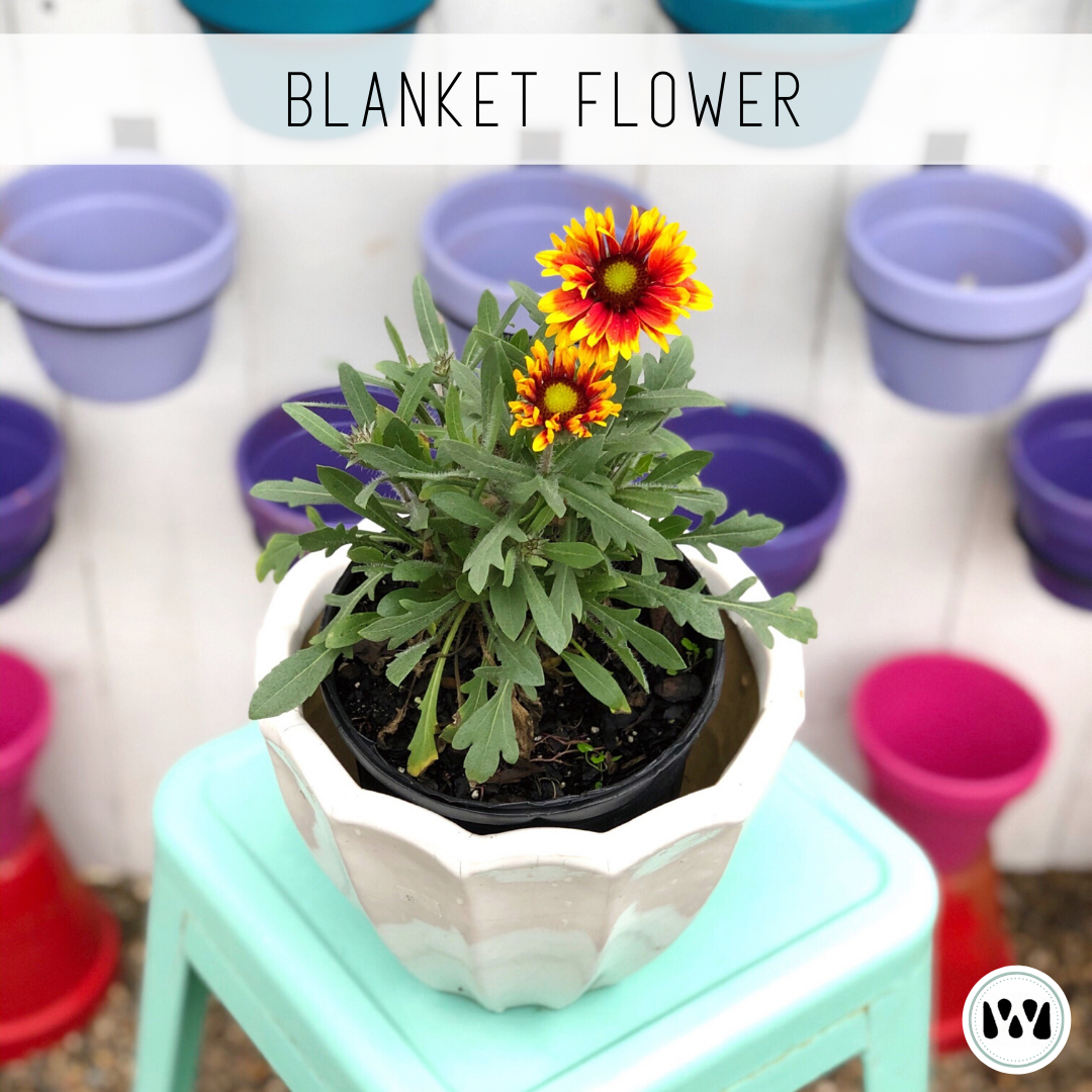 Blanket Flower