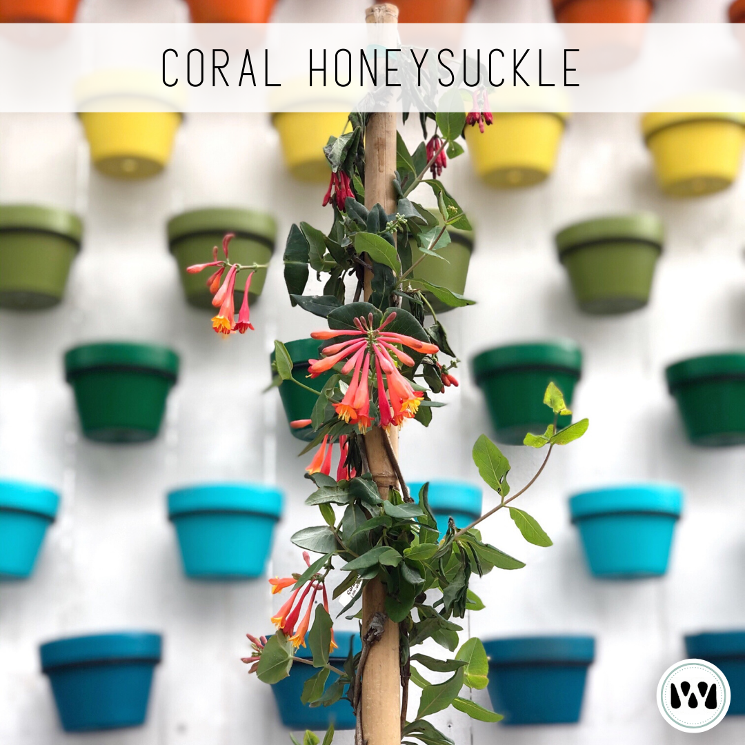 Honeysuckle 'Coral'