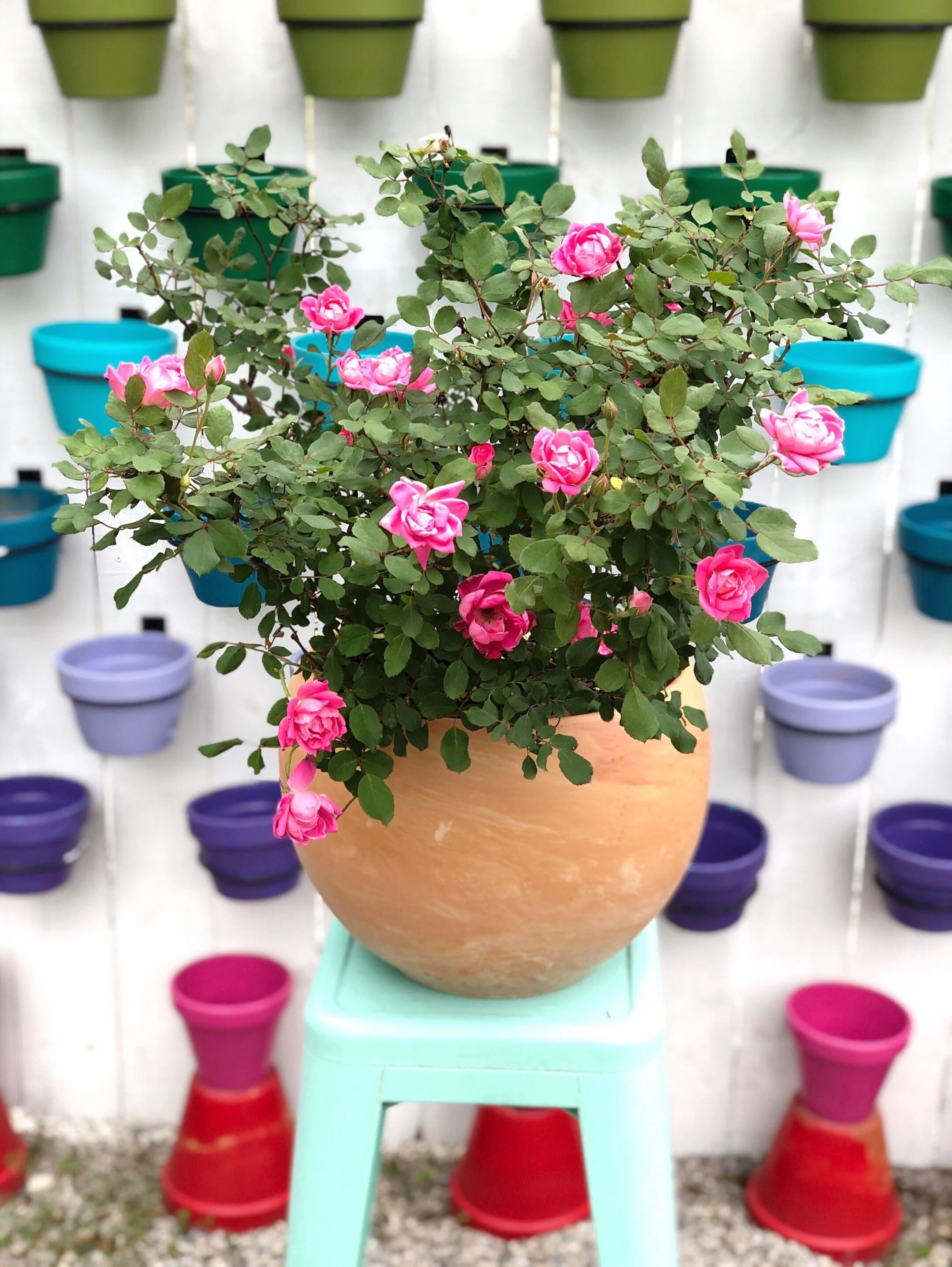 Pink Double Knock Out Rose