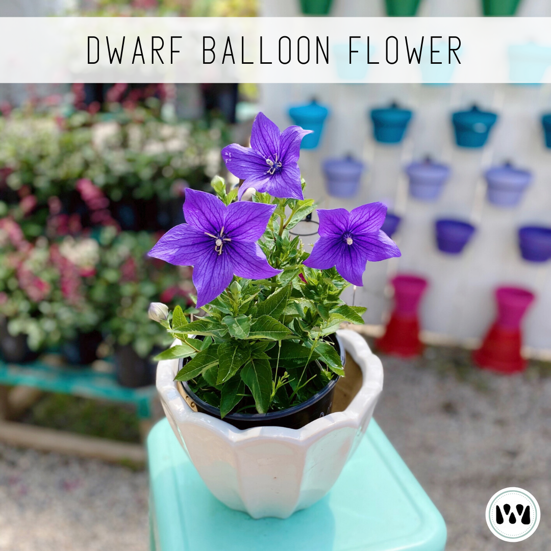 Dwarf Balloon Flower