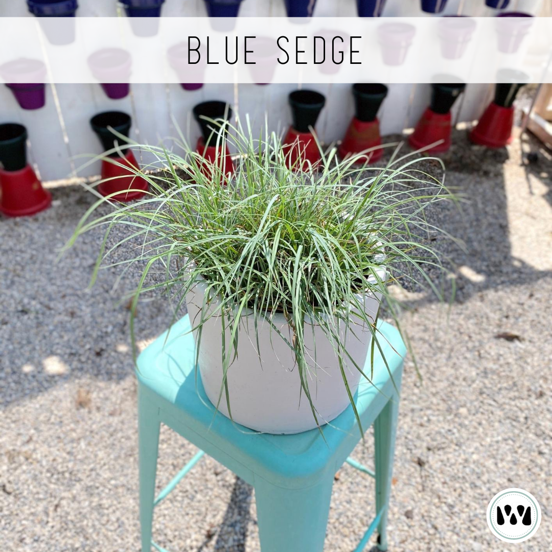 Blue Sedge