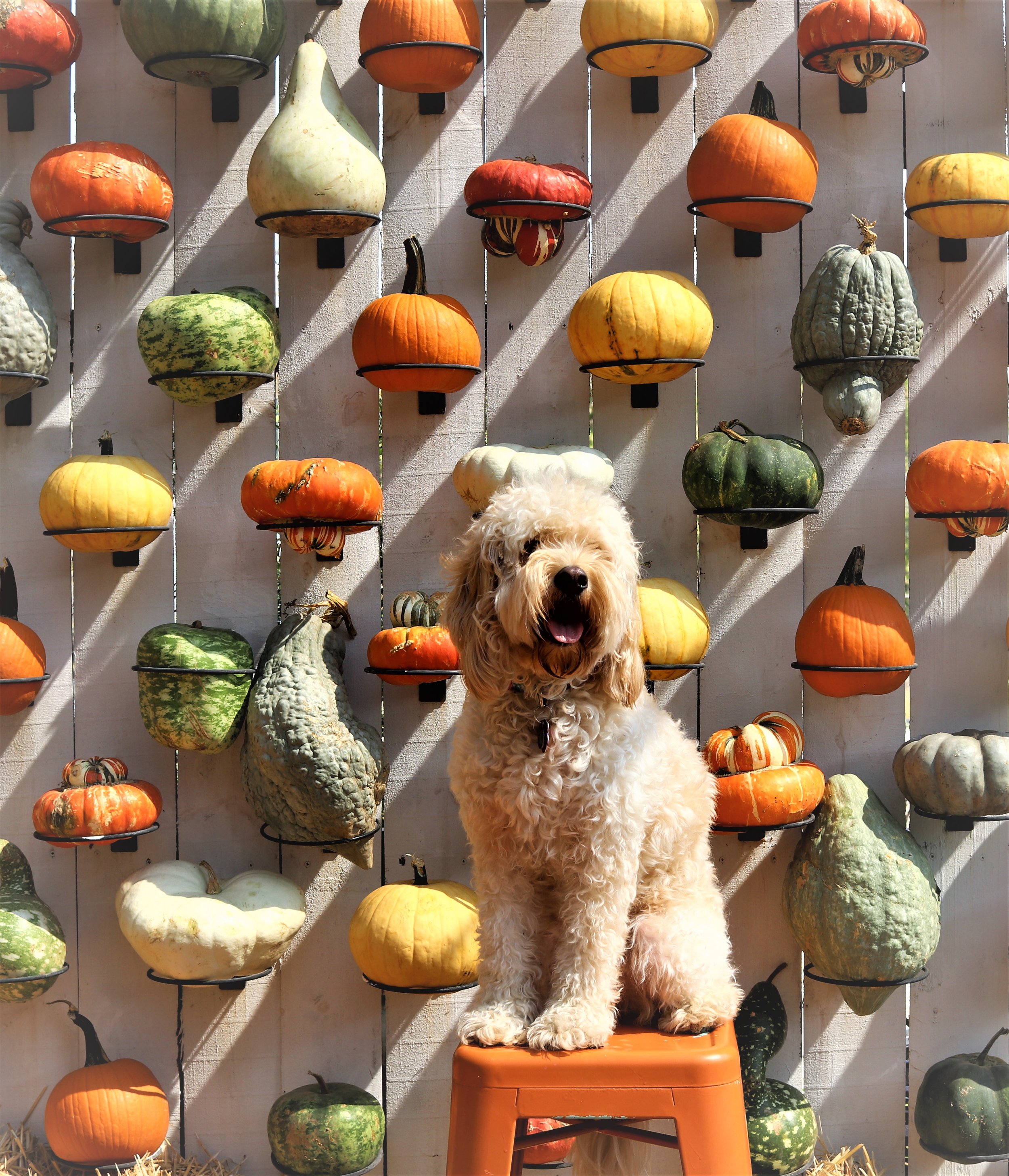 dog pumpkin wall.jpg