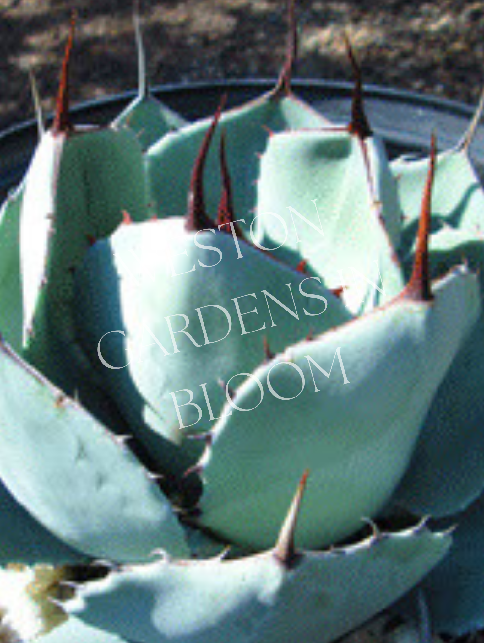 Agave, Artichoke