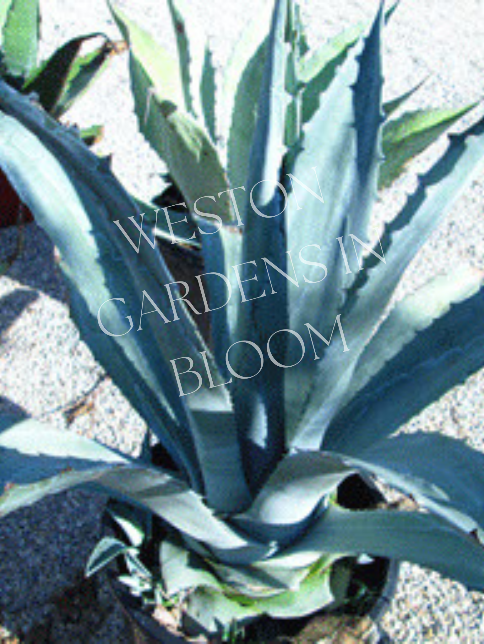 Agave, American