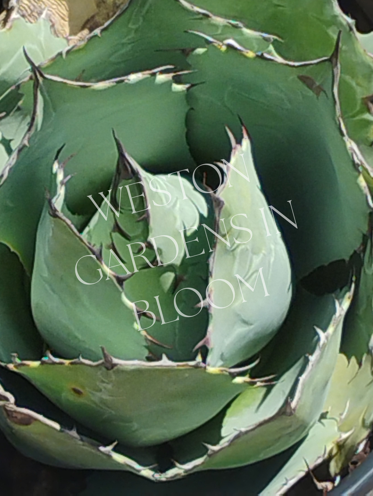 Agave, Cabbage Head