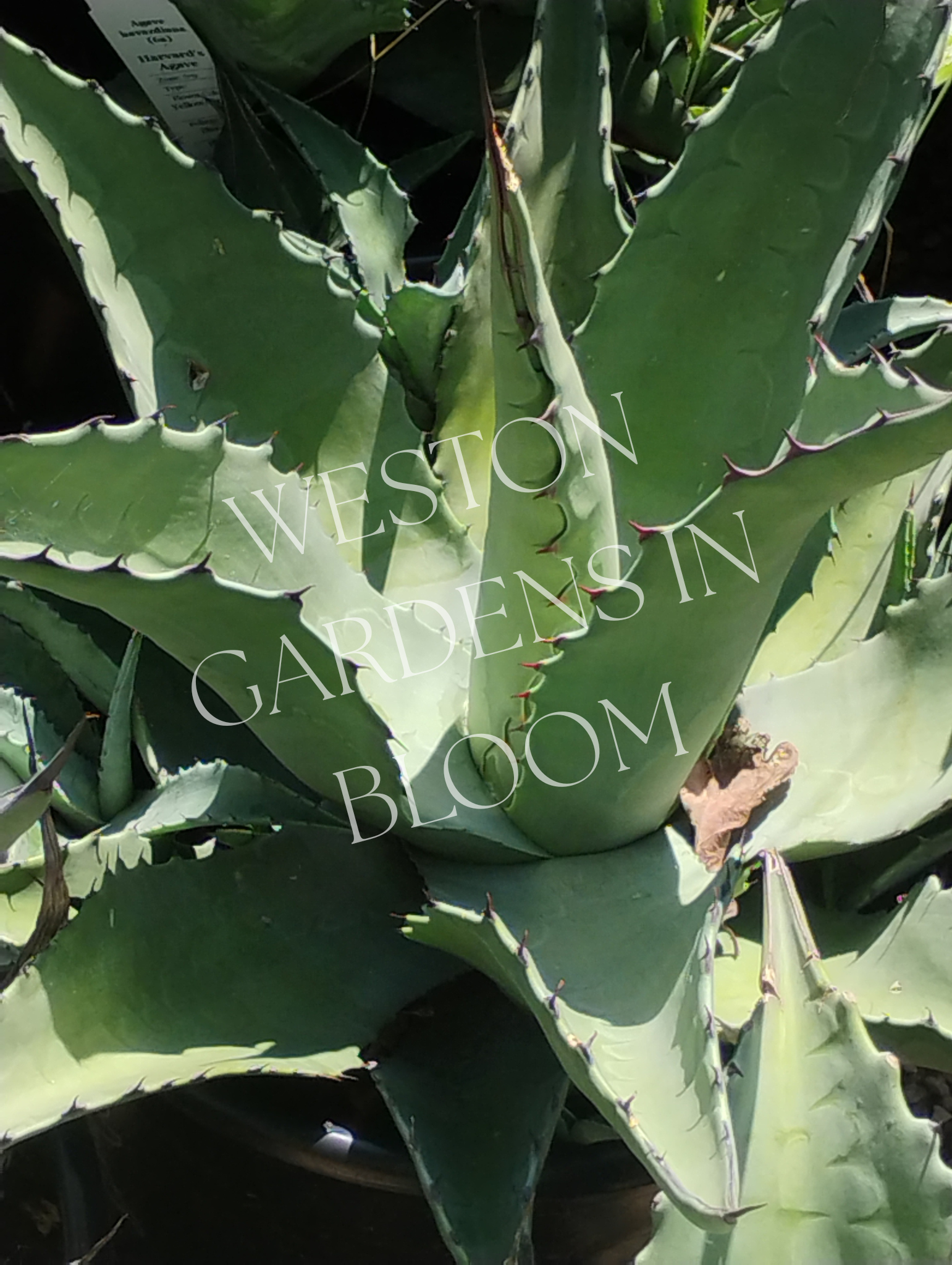 Agave, Havard