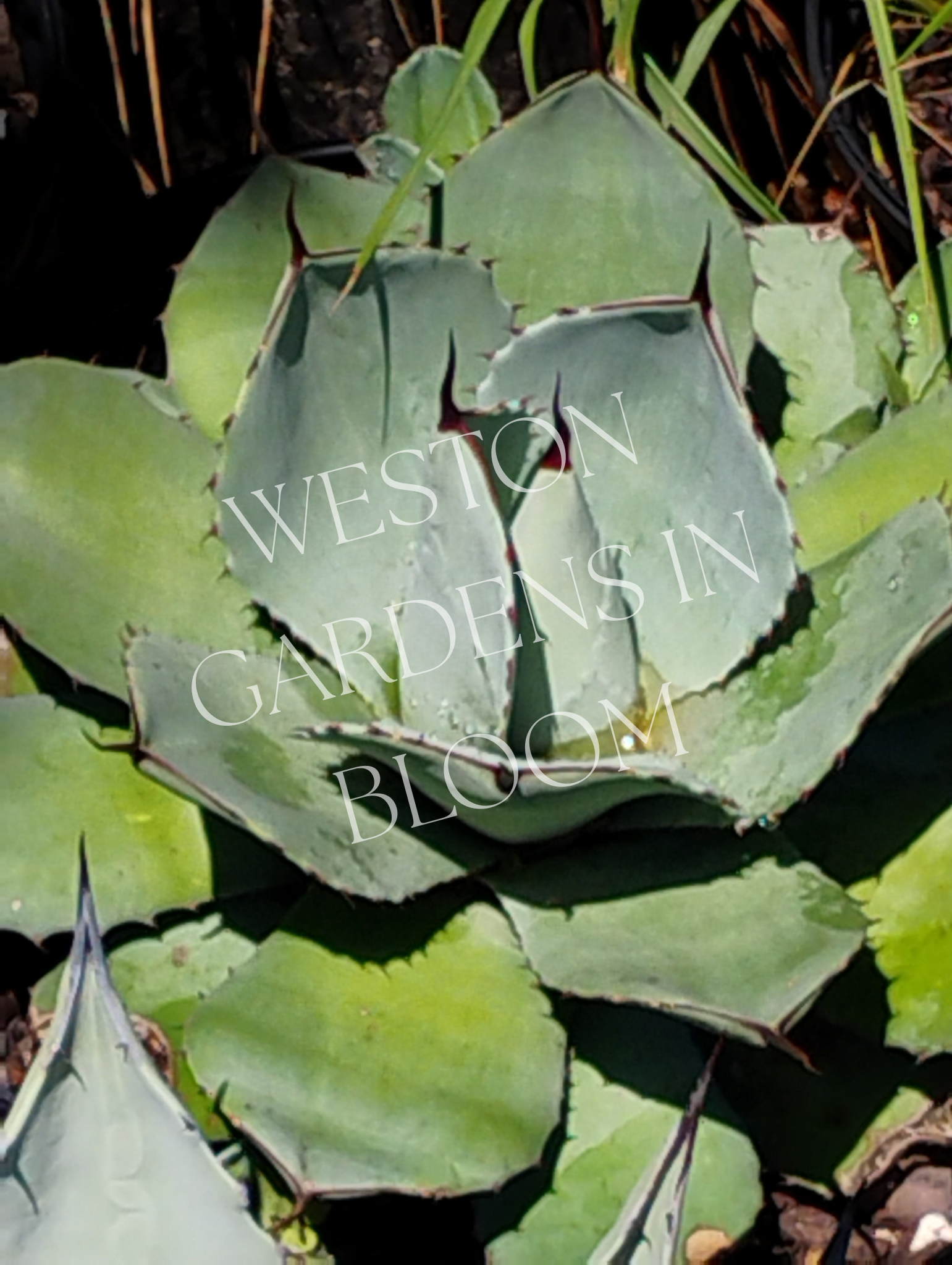 Agave, Parry's