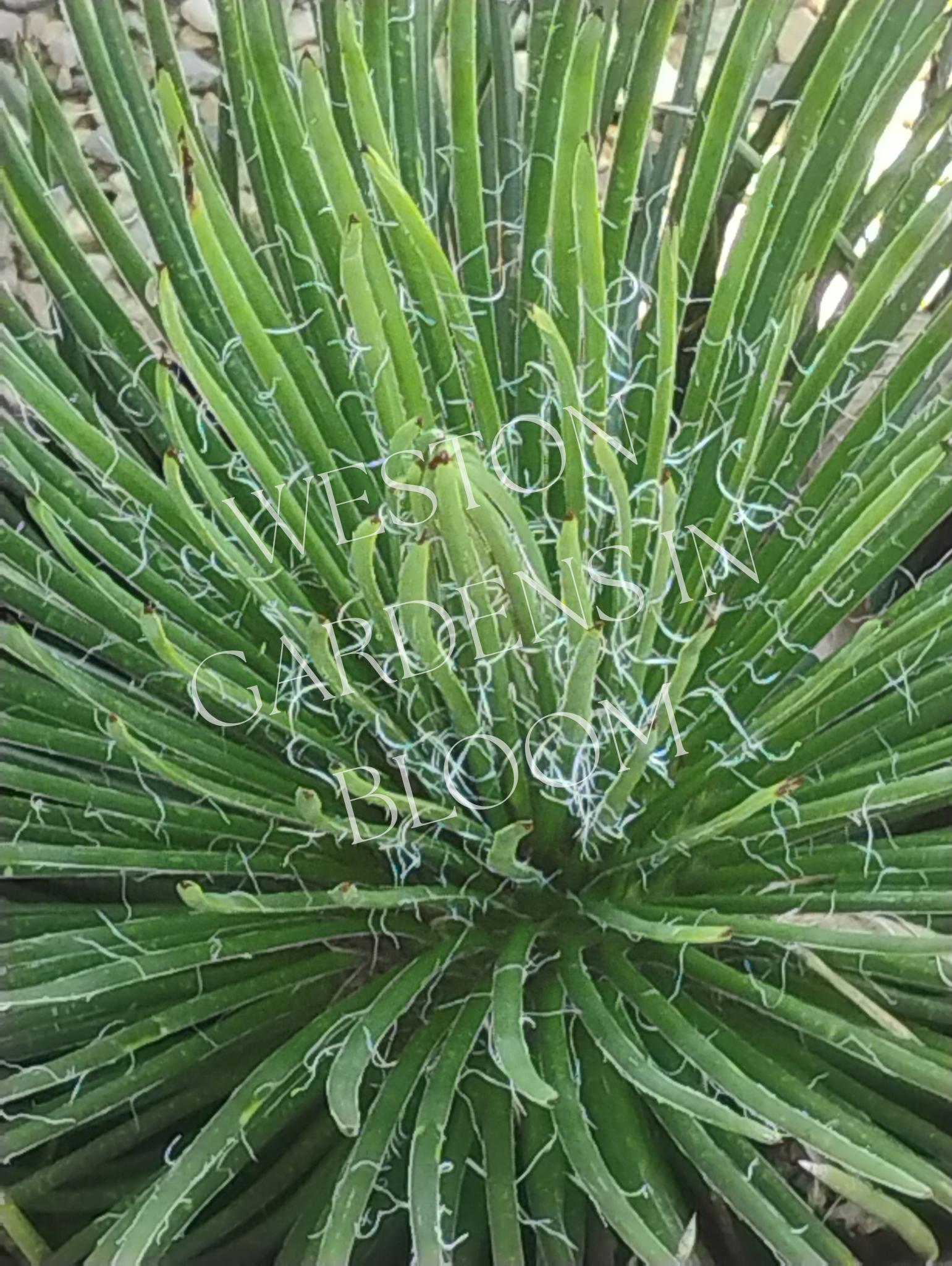 Agave, Spaghetti Strap