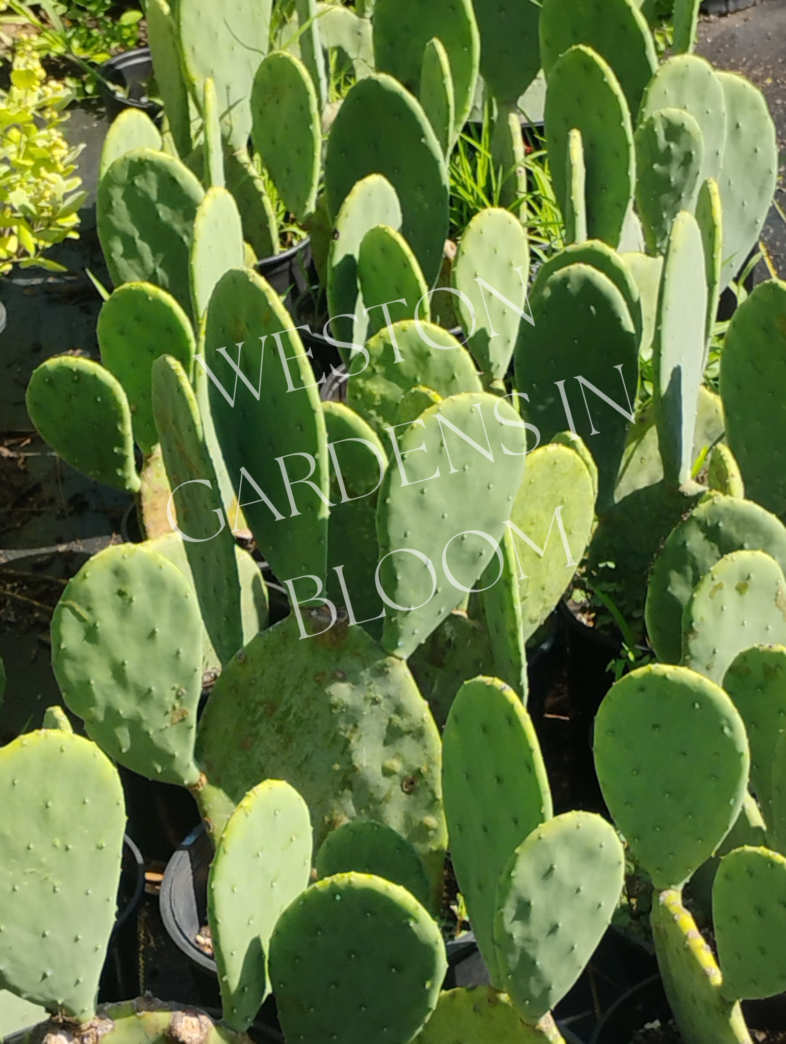 Cactus, Prickly Pear, Spineless