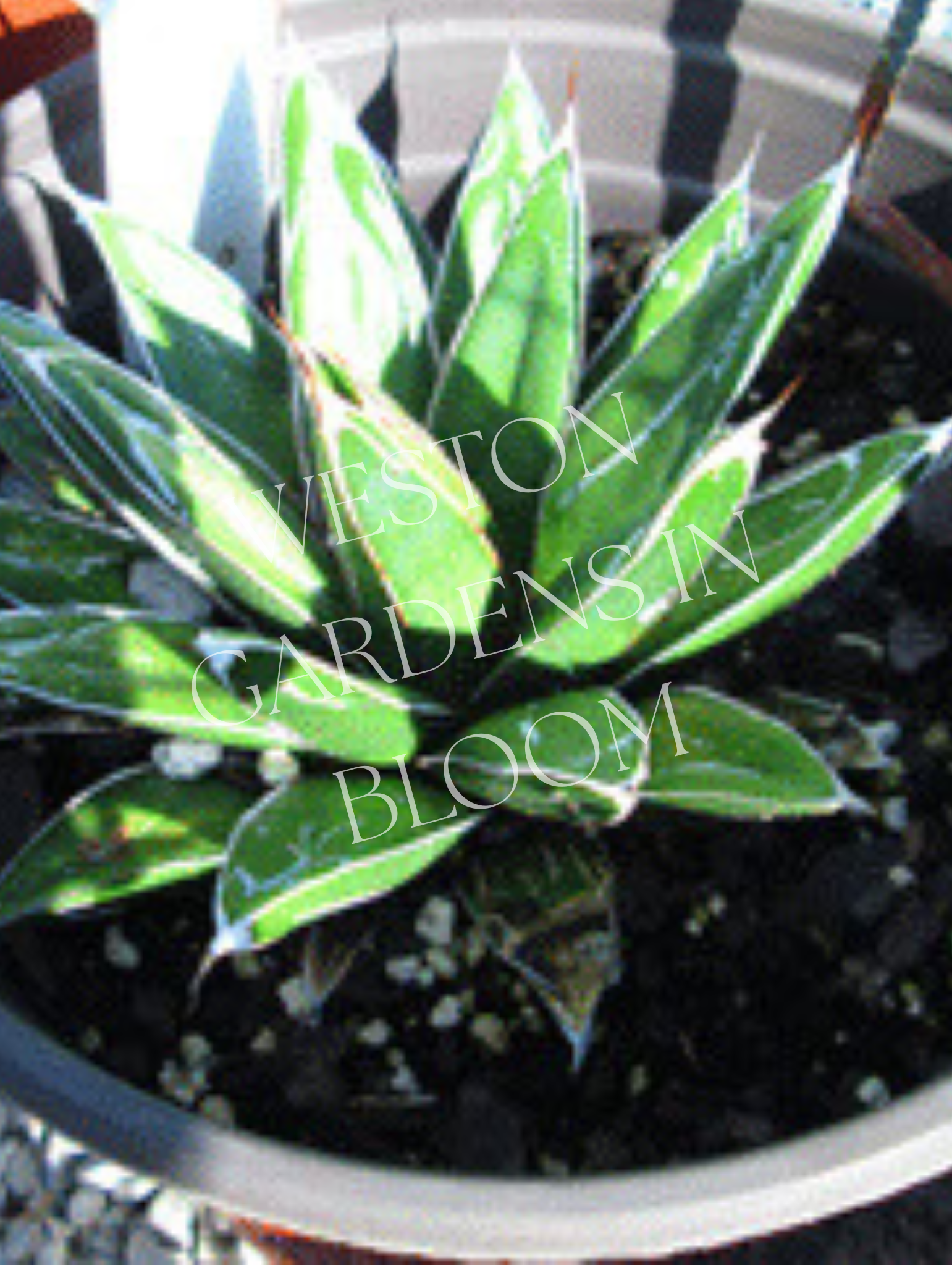 Agave, Queen Victoria
