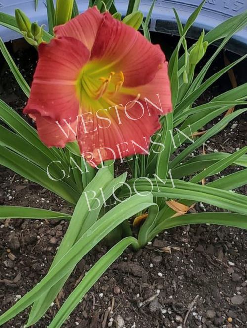 Plant Types — Weston Gardens