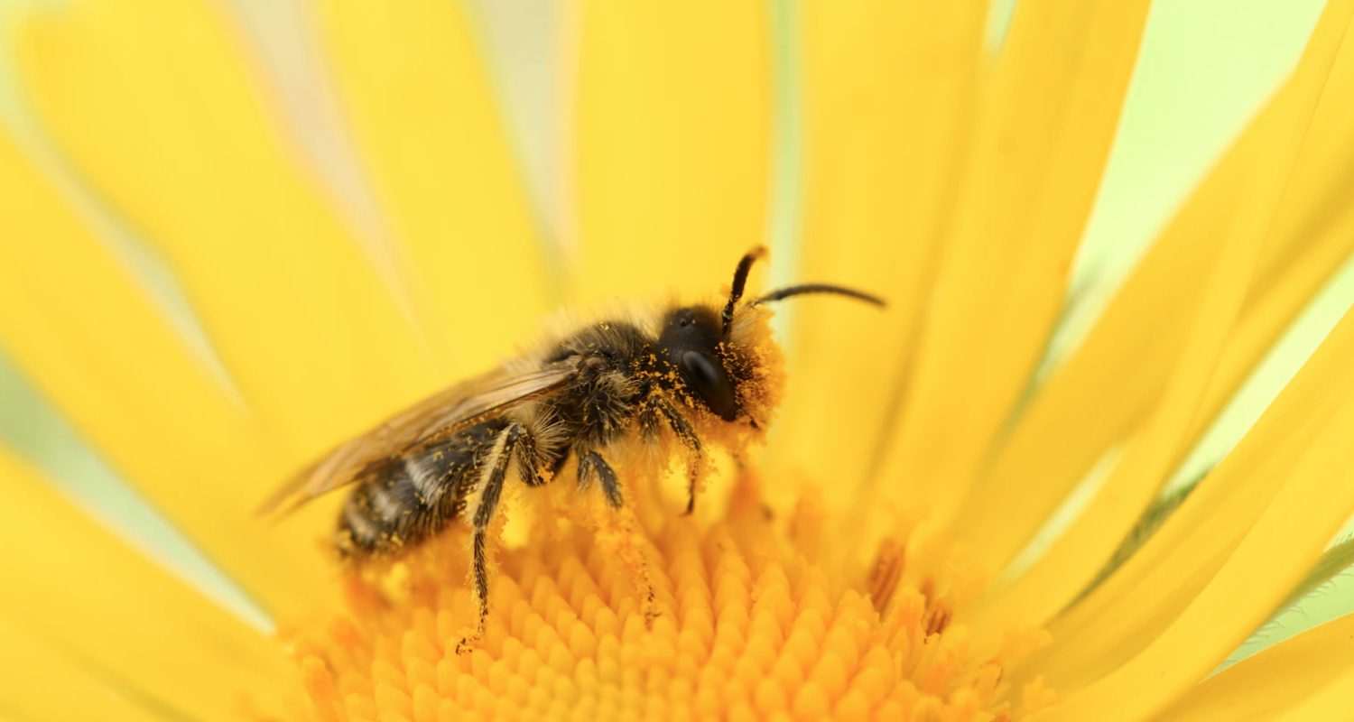 bee.png
