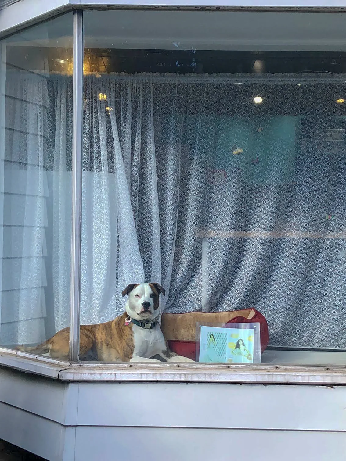 DogInWindowcorrected.jpg