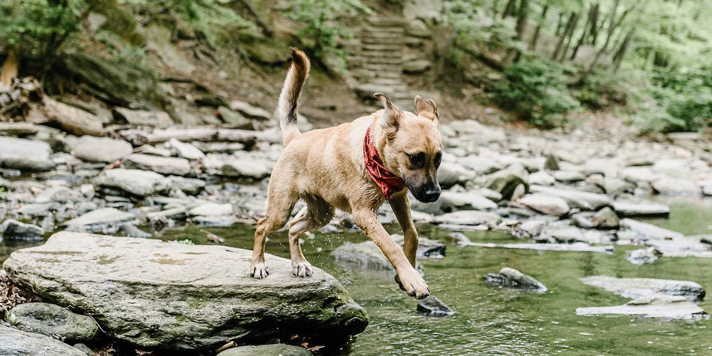 hiking-with-pups-header_1400x.progressive.jpg