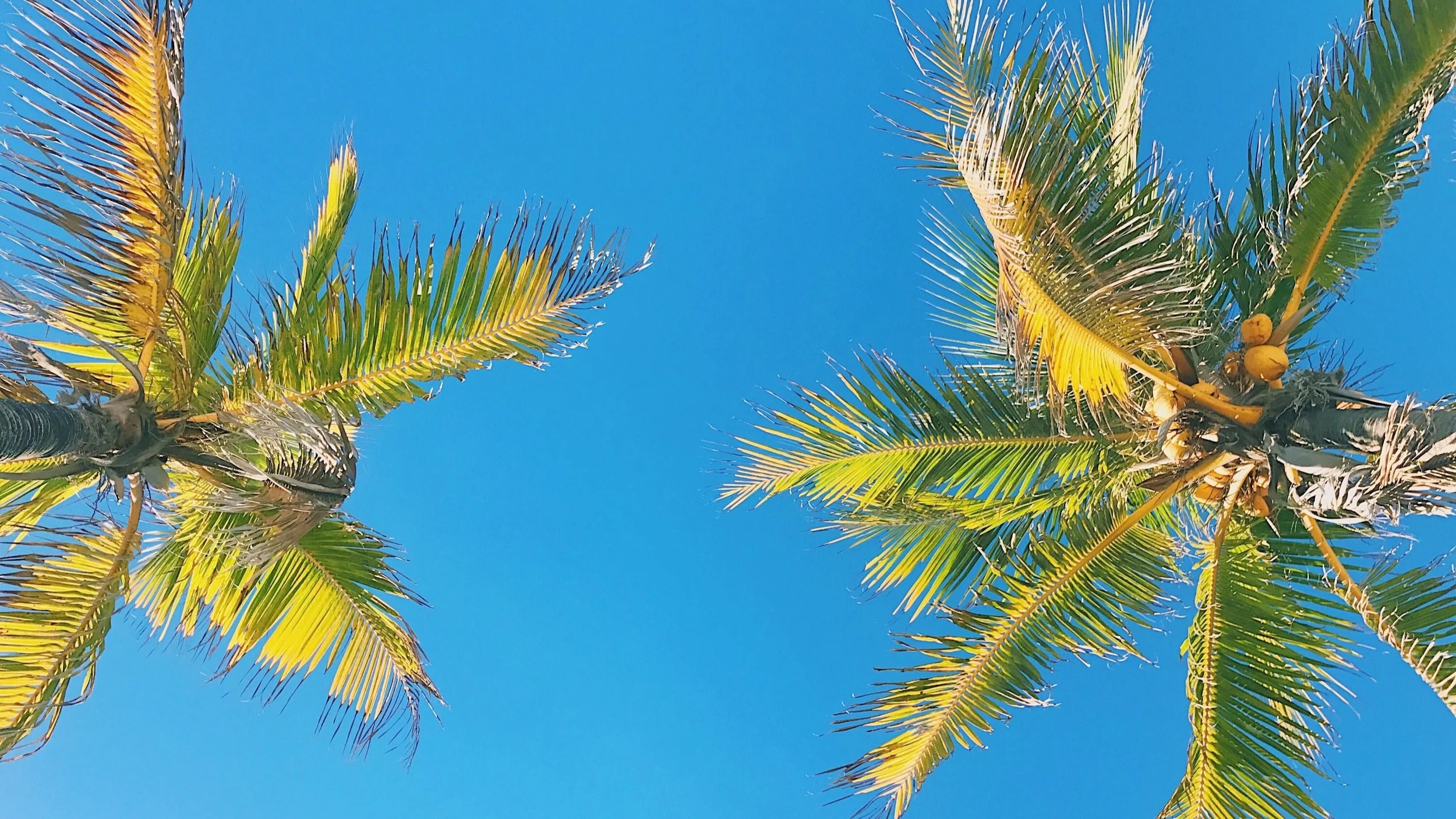 Palm Trees of Fort lauderdale