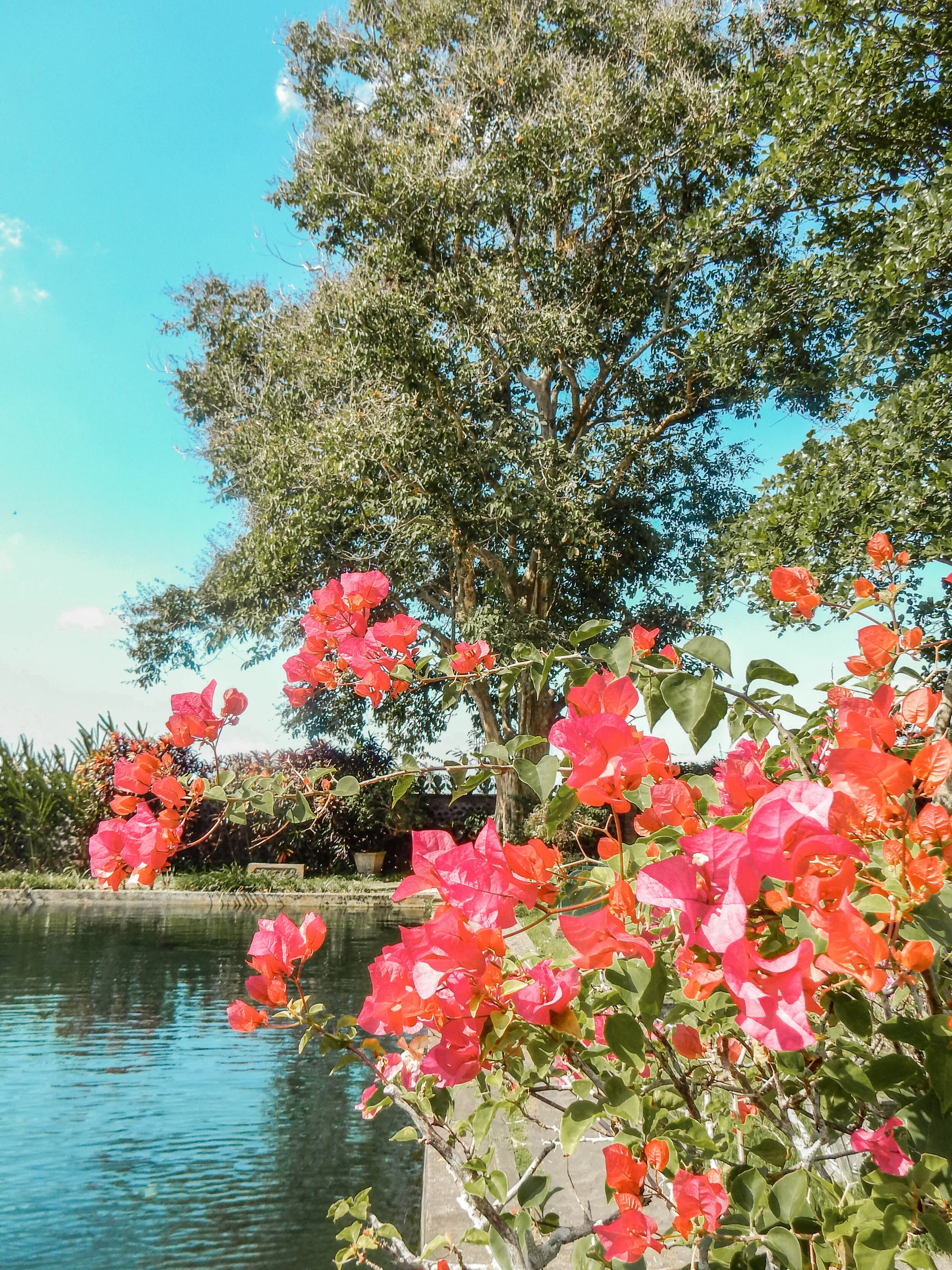 Flower garden