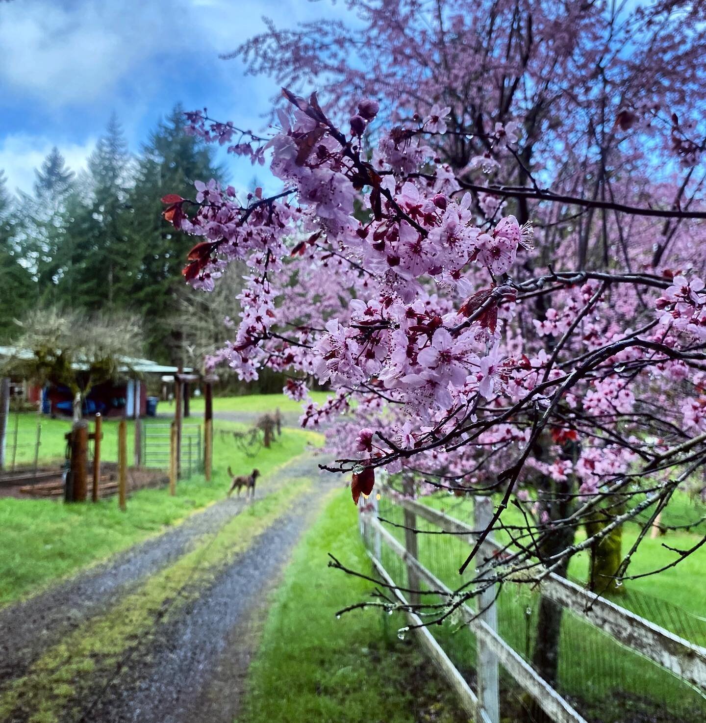 Spring used to be a season I actively dreaded and it&rsquo;s still not my favorite but I find I love it a little more with every year (and let&rsquo;s be honest cherry blossom trees definitely help)