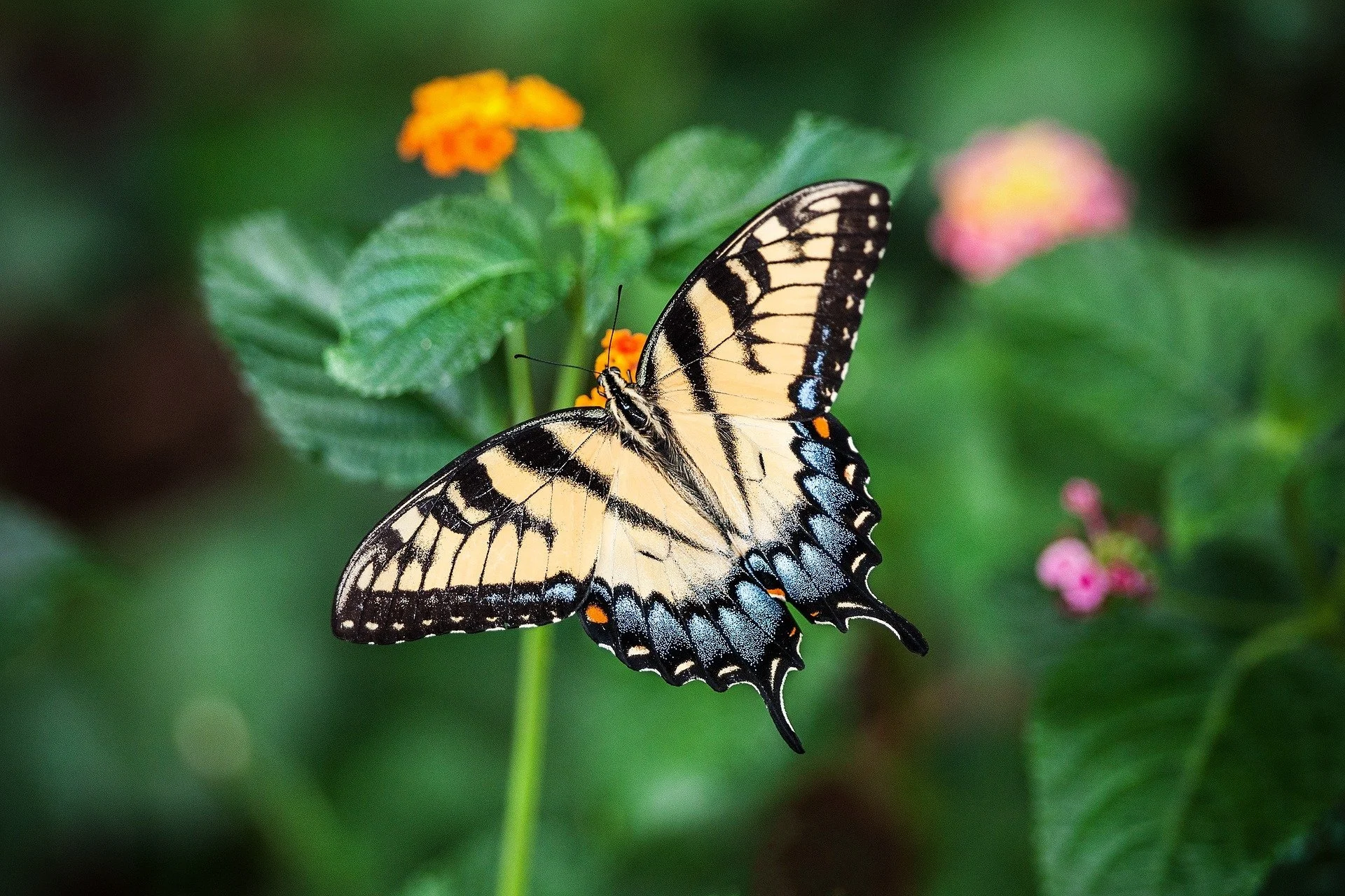 2022 A Butterfly to Remember Event