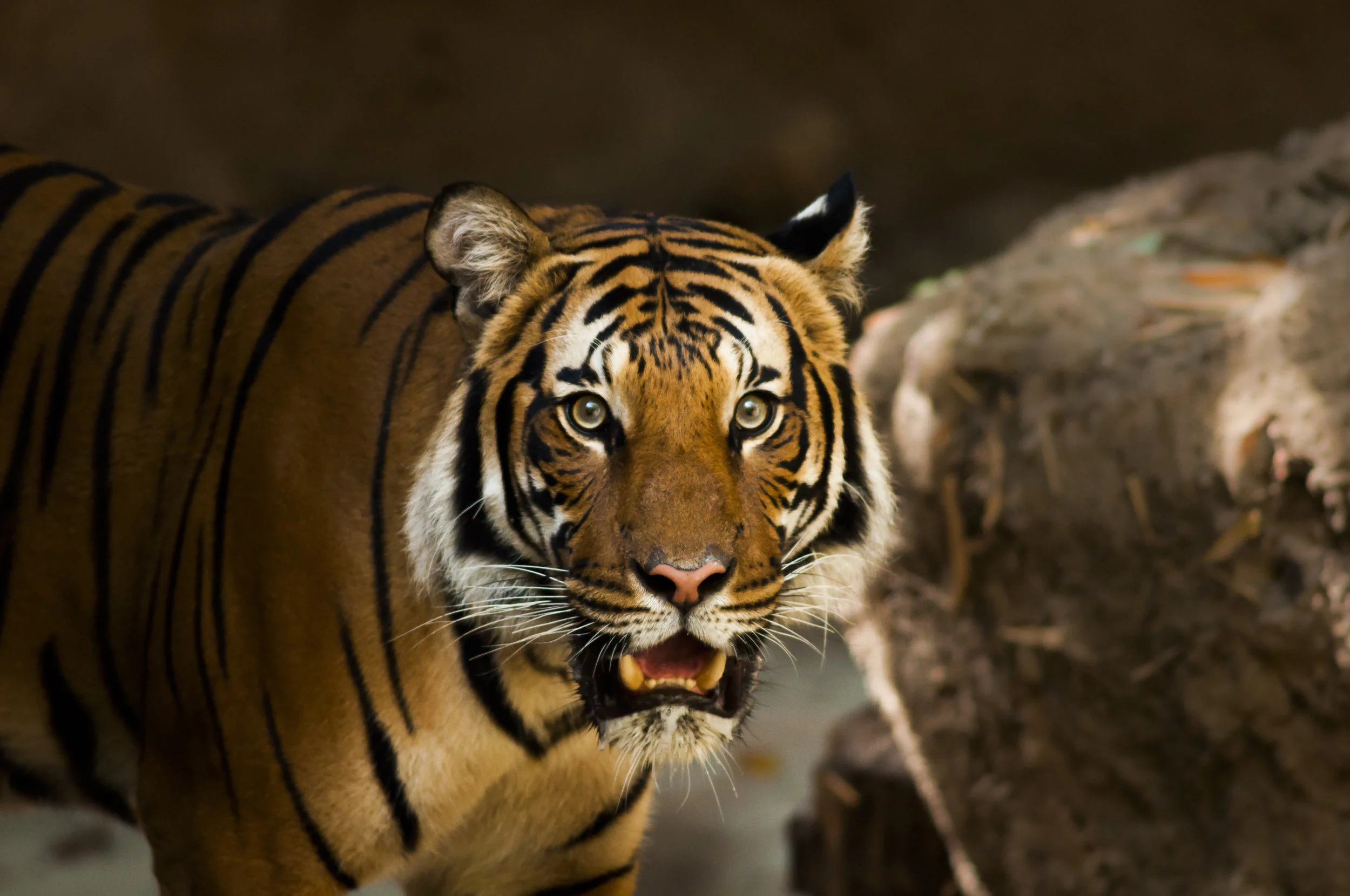 Blind Tiger Brewery Renews Sumatran Tiger Sponsorship with Topeka Zoo