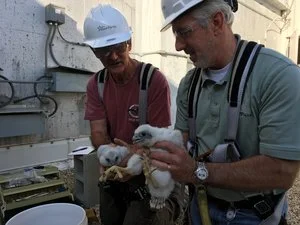 Westar and partners band Peregrine falcon chicks; ask the public to help name them