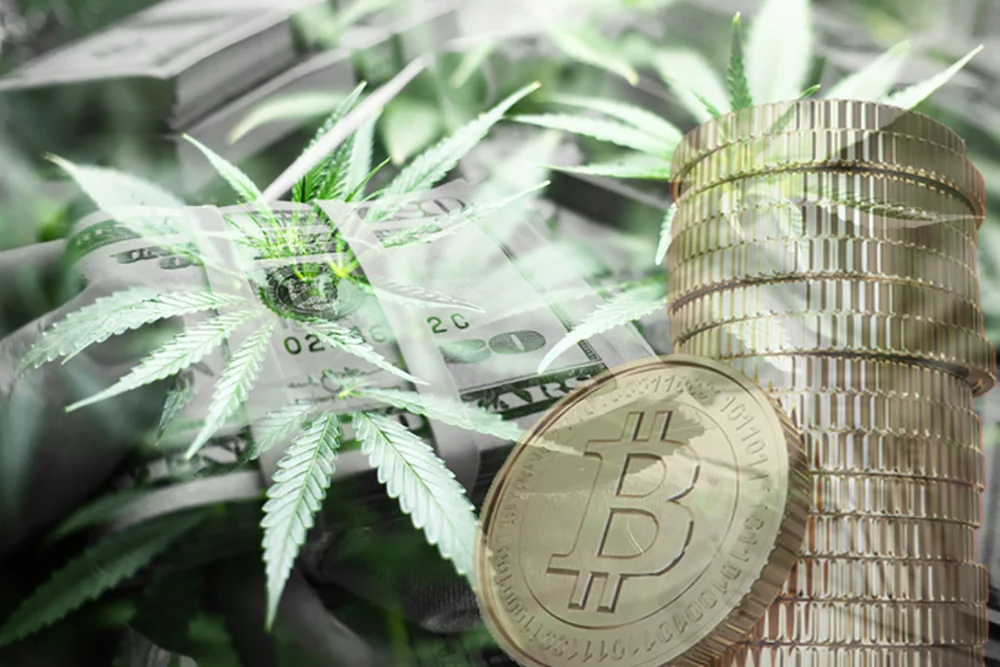 Should You Invest in Cryptocurrencies or Cannabis?