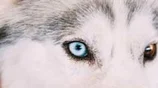 Big Bad Wolves are not real—and there are no silver bullets