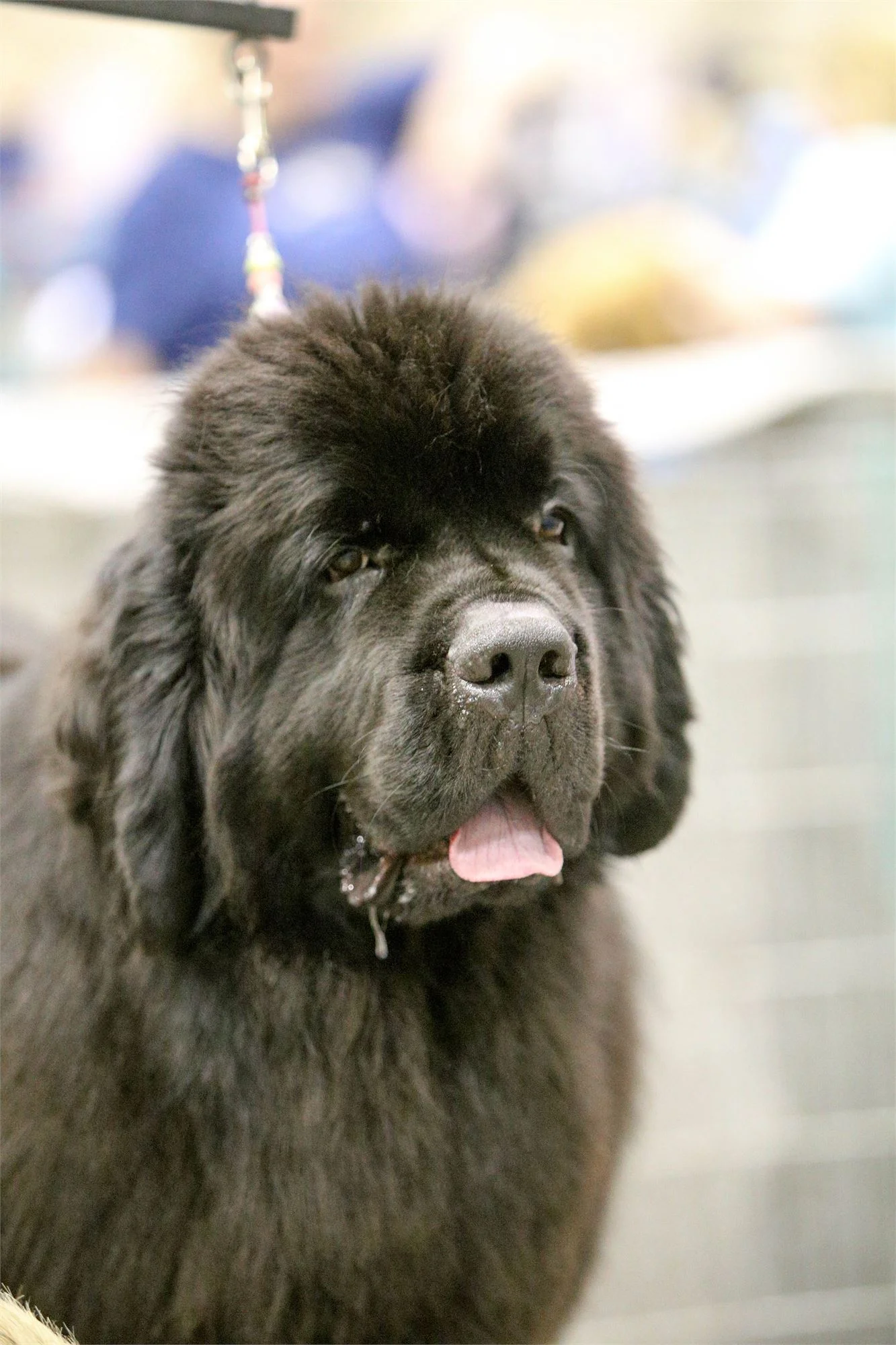 TOPEKA TO HOST ANNUAL CAPITAL CITY CLASSIC DOG SHOW