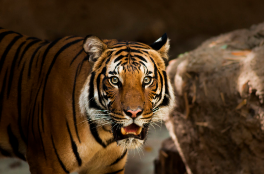 Sumatran Tiger Cubs At The Topeka Zoo  Turn One Year Old - Blind Tiger Brewery Creates Special Sponsorship