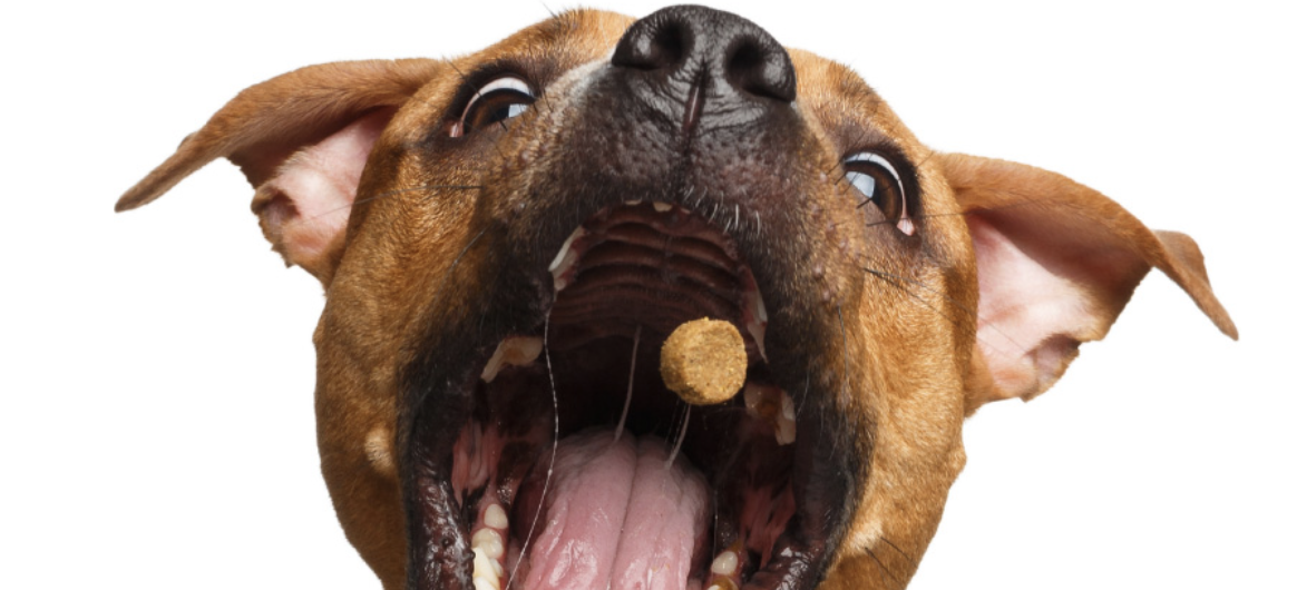Bimini Pet Health to Expand in Topeka - Total Economic Impact Up to $17.7M