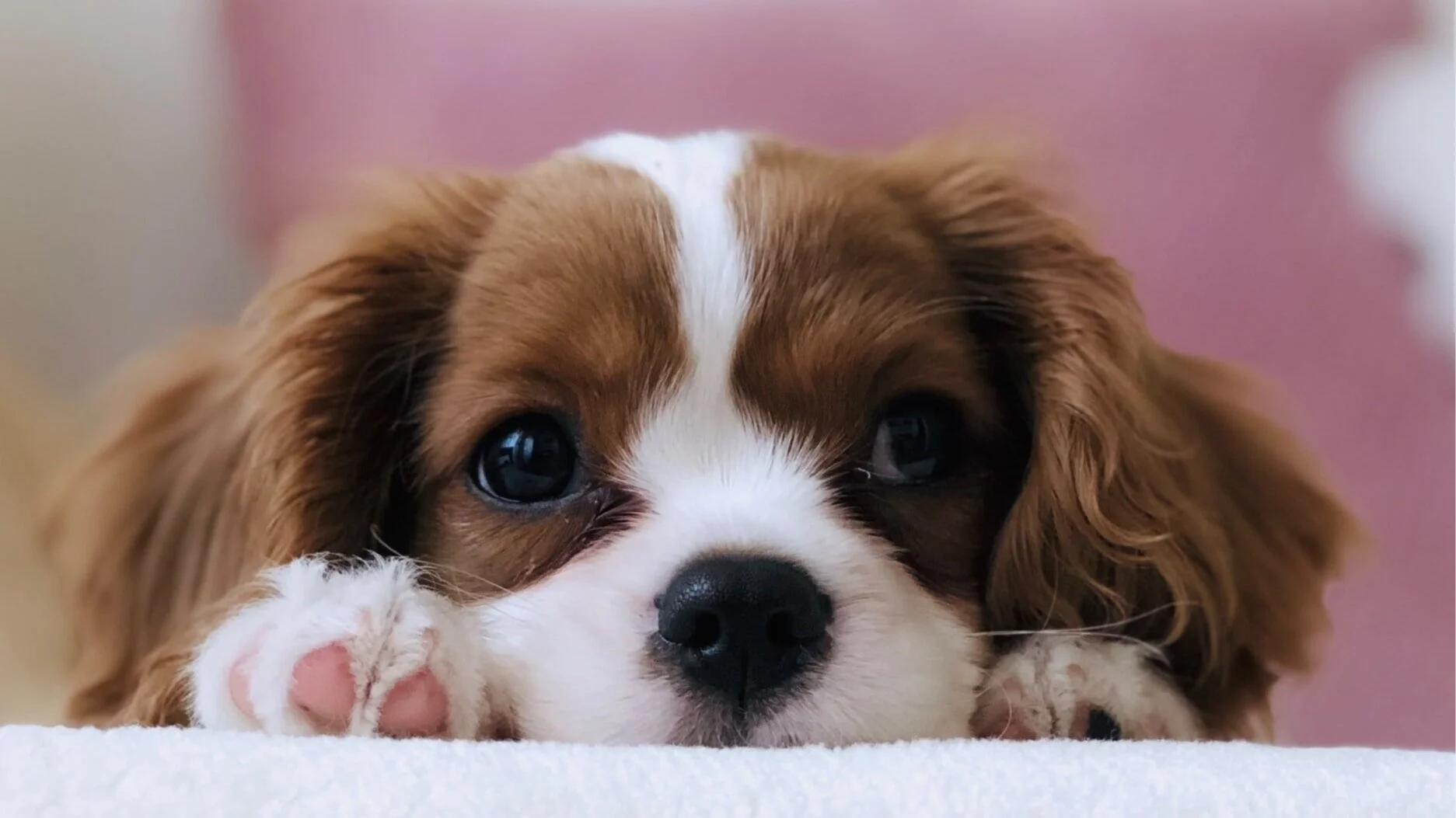 Hill’s Pet Nutrition Partners with YWCA Northeast Kansas to Offer Foster Pet Program